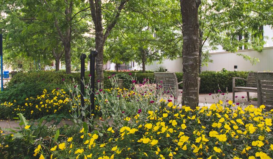 flowers in the garden