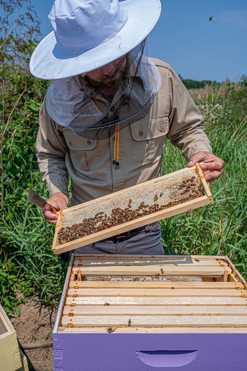 bee farming
