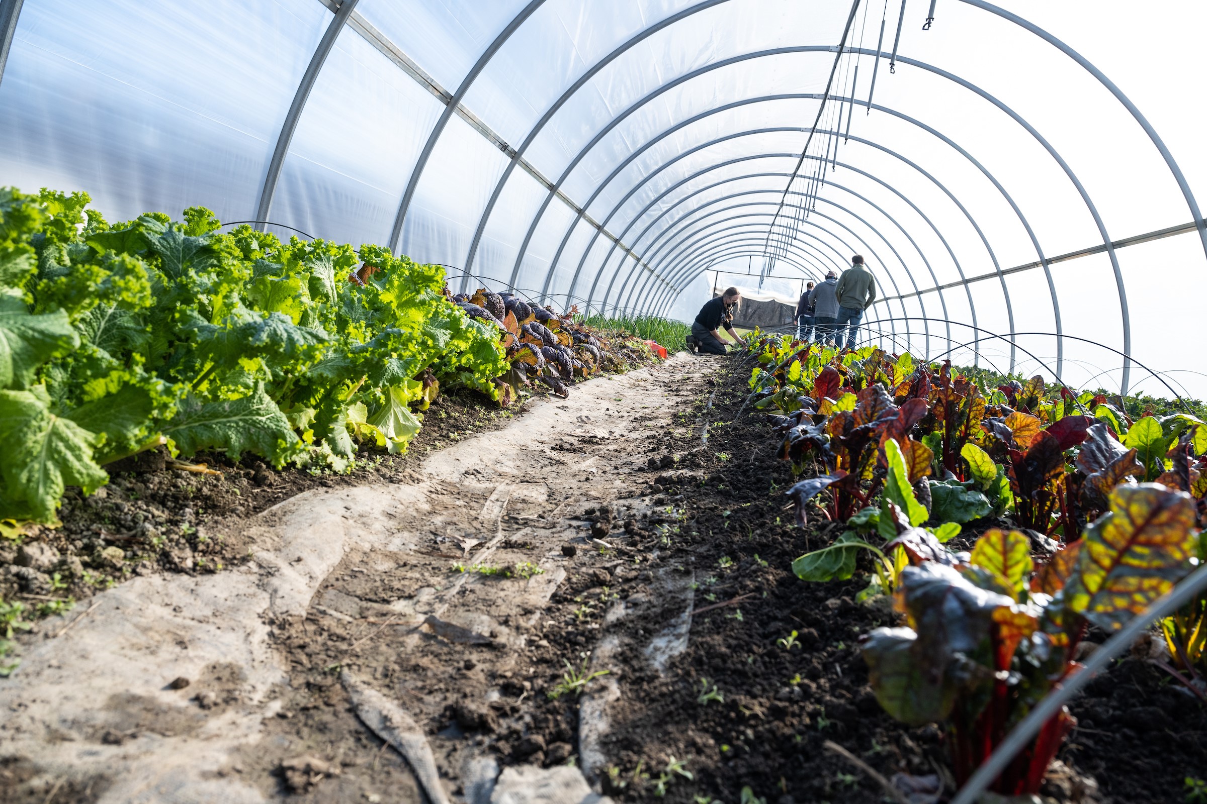 Berea Farm Historic Boone Tavern Hotel & Restaurant