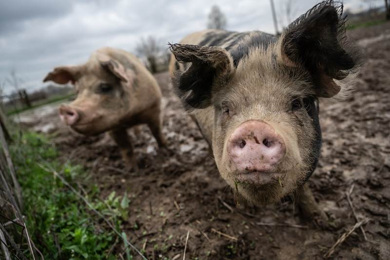farm pigs