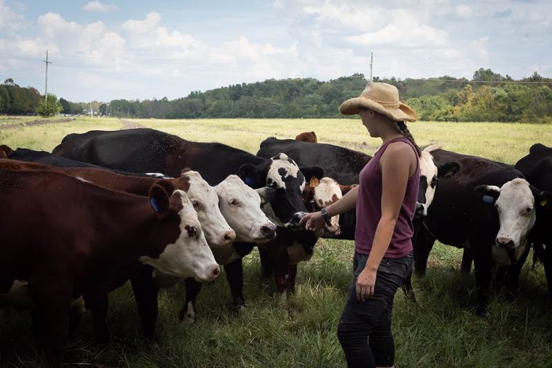 woman with cows