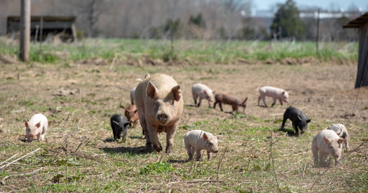 Berea Farm Historic Boone Tavern Hotel & Restaurant